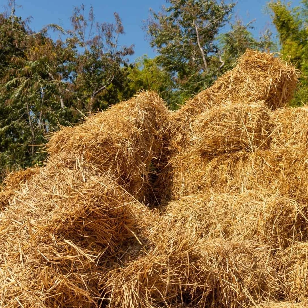 Dry Fodder