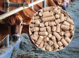 Cattle feed